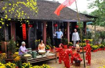 Tet Flowers & Blossoms