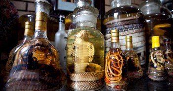 Snake Wine in Vietnam