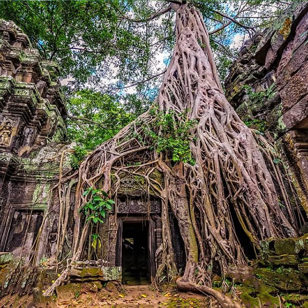 Ta Prohm Temple Cambodia - Multi Country tours