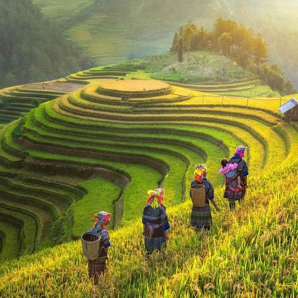 Terraced fields in Sapa